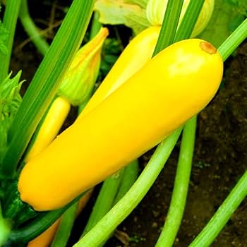 Zucchini Imported Round Yellow Vegetable Seeds