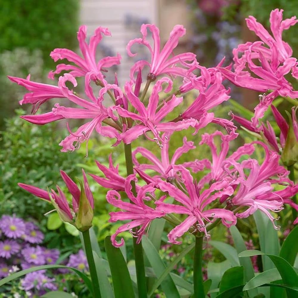 Nerine Lily Pink Bulb