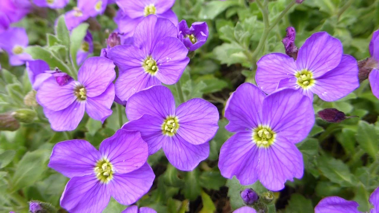 Aubretia Blue