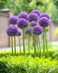 Allium giganteum Seeds