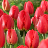 Tulip Parade Red Bulbs