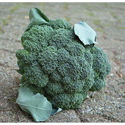 Arcadia – Broccoli Seed