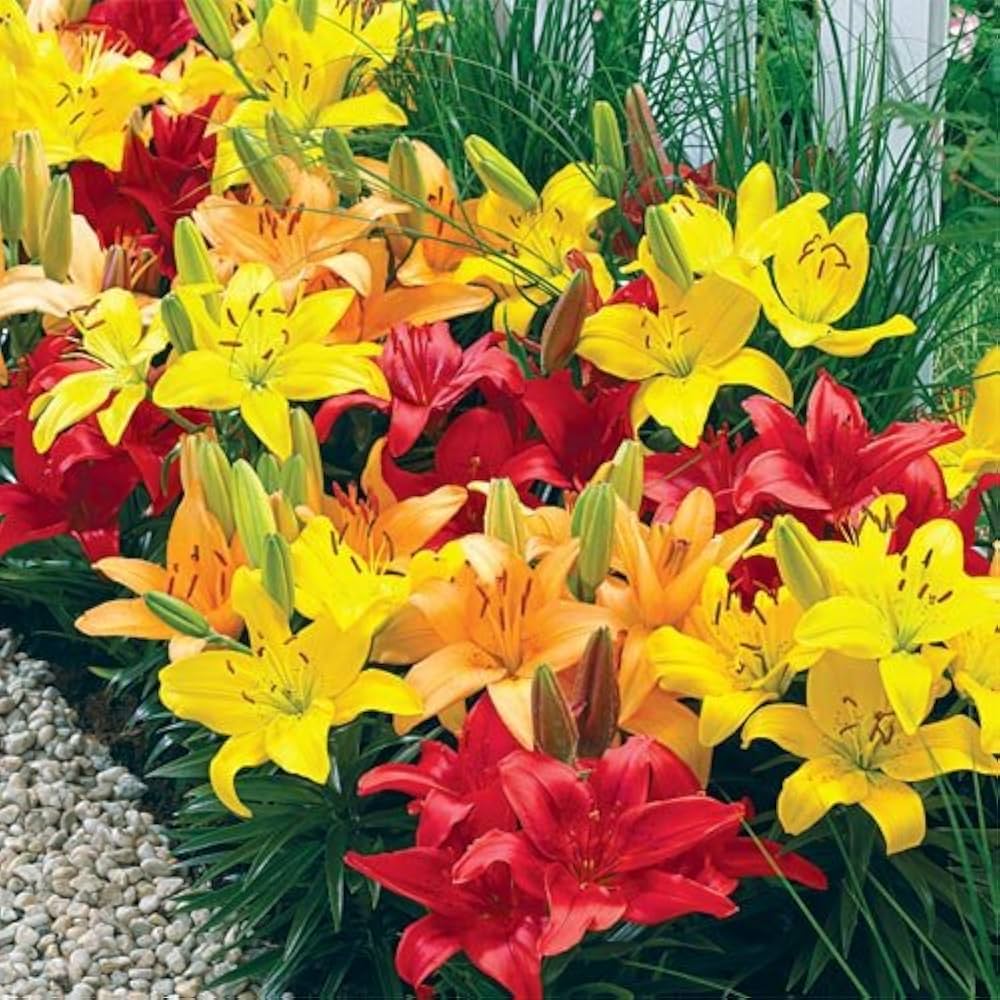 Lilium Mix Color Bulb