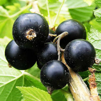 Black Currant