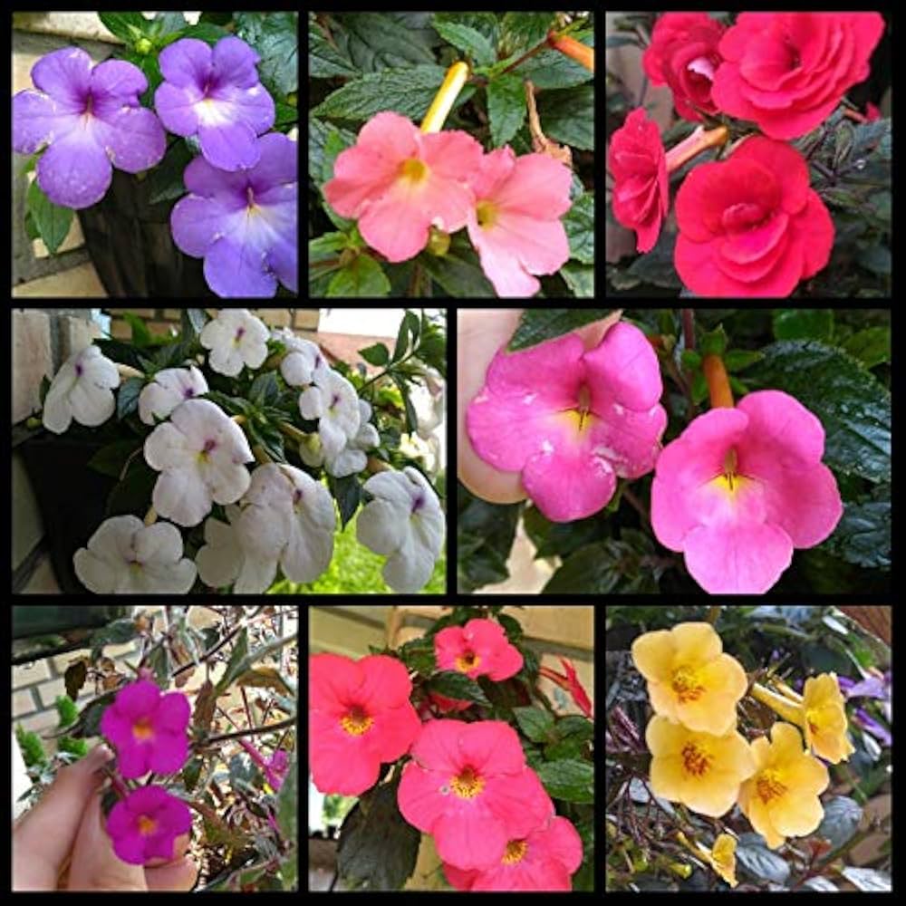 Achimenes Mix Colors Bulb