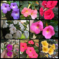 Achimenes Mix Colors Bulb