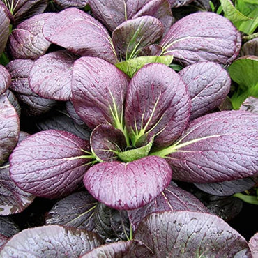 Cabbage, Chinese- Pak Choi - Purple Early F1