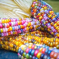 Corn, Maize- Multicoloured Aztec