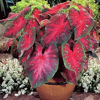 Caladium Red Wine Green Bulbs