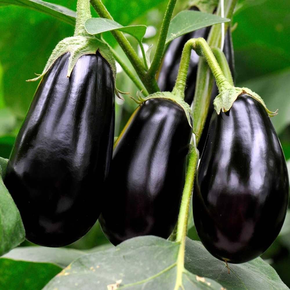 Egg Plant Black Beauty Vegetable Seeds