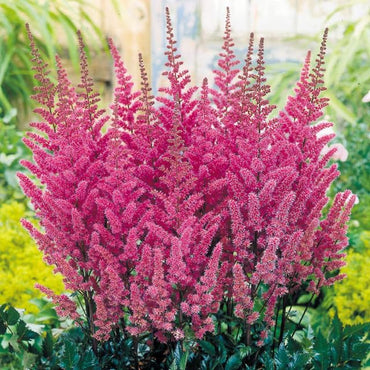 Bowl Brush Astilbe