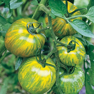 Tomato- Green Zebra