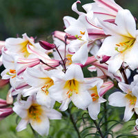 Lilium Regale Kings Lily White Bulb