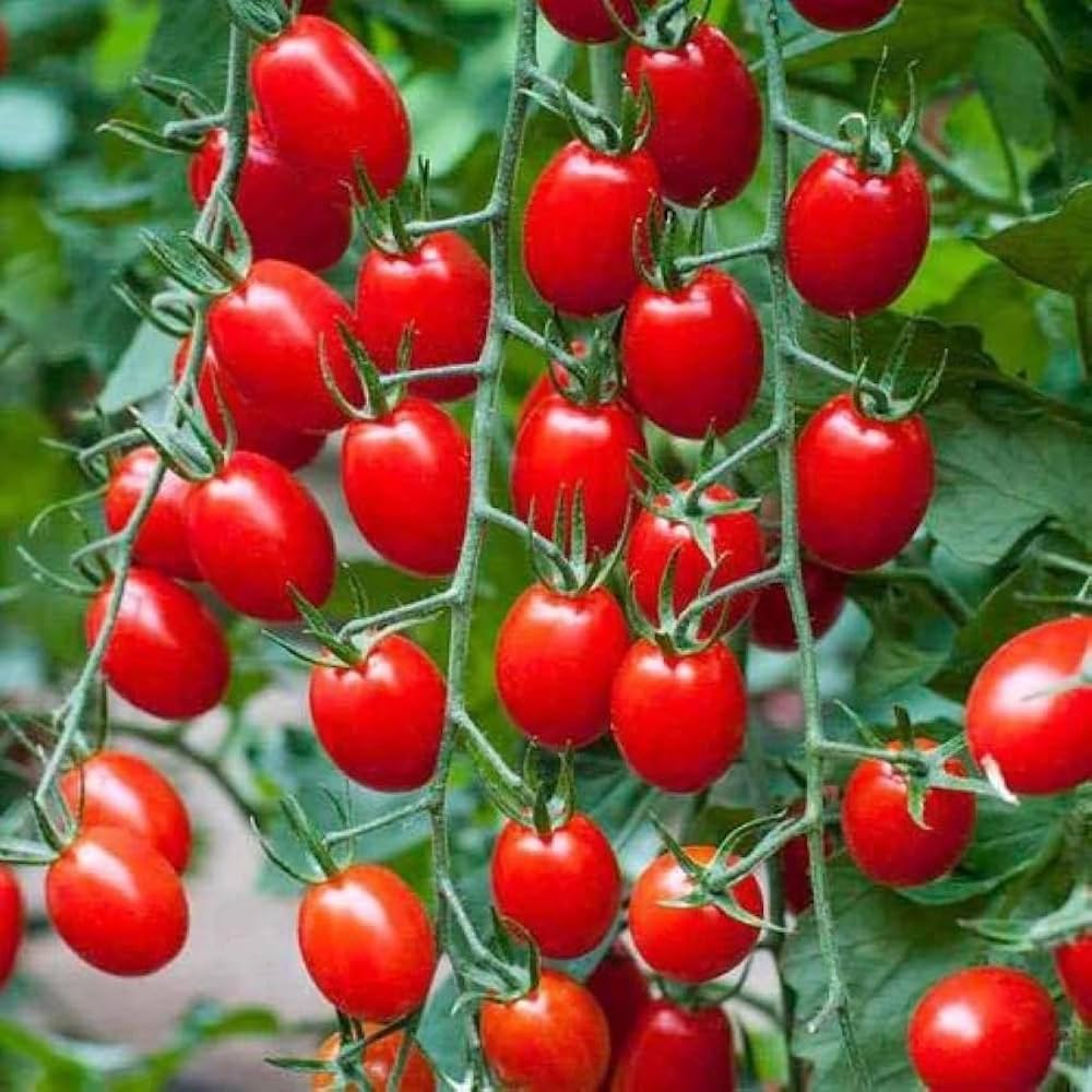 Valentine – Organic Tomato Seed