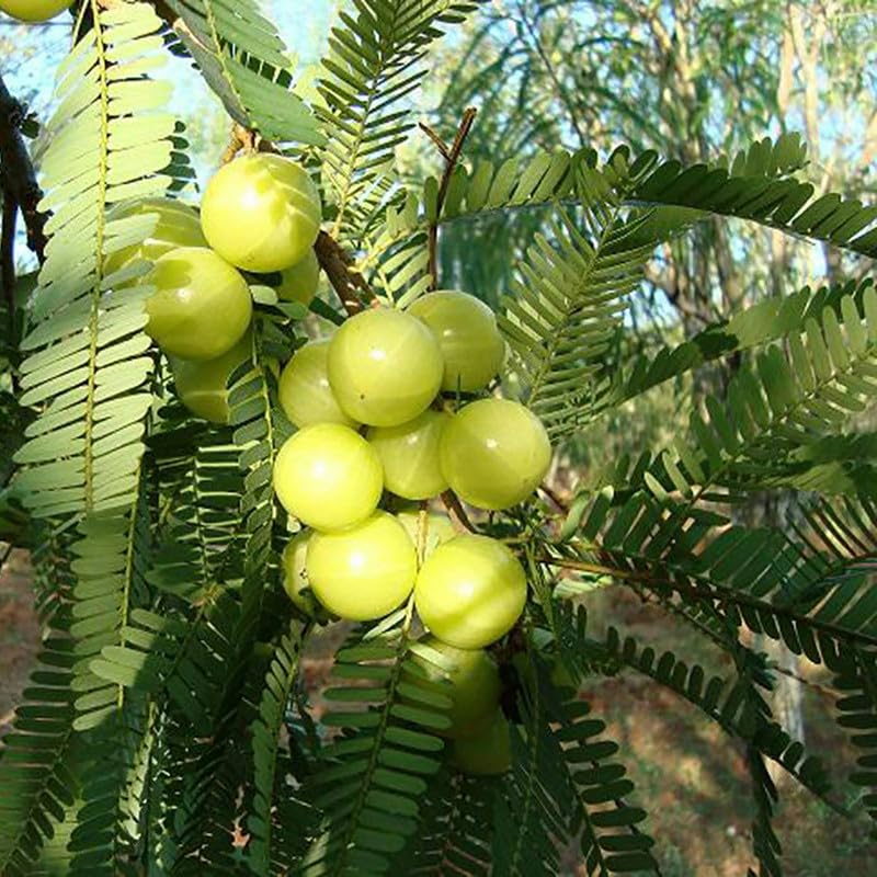 Phyllanthus Emblica, Amla - Seeds