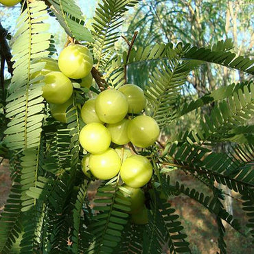 Phyllanthus Emblica, Amla - Seeds