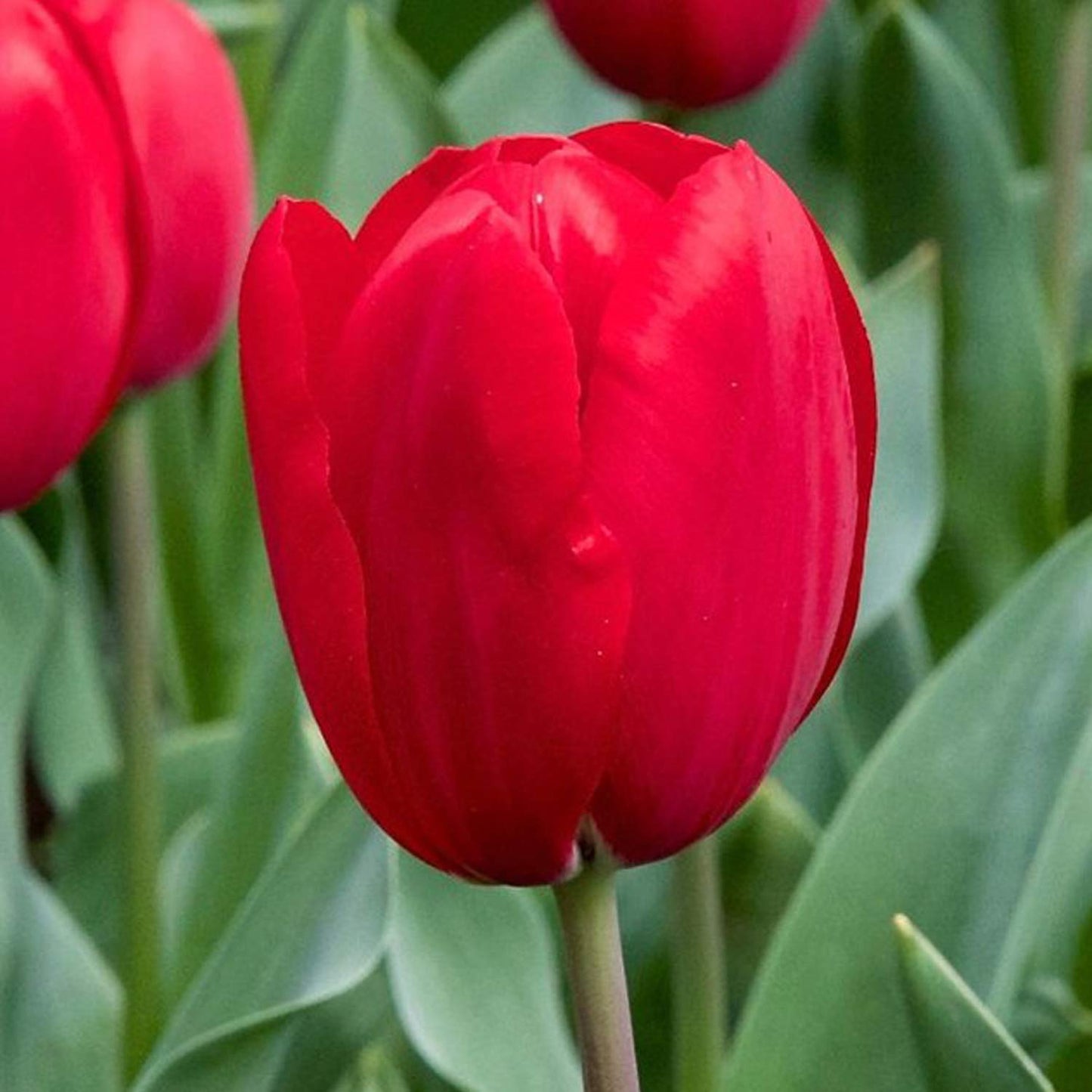 Variatie Red Tulip Mixture Seeds