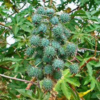 Ricinus Communis, Castor Oil Plant, Arandi - Seeds