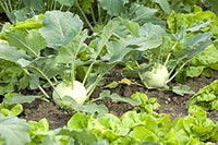 Knol Khol White Vegetable Seeds