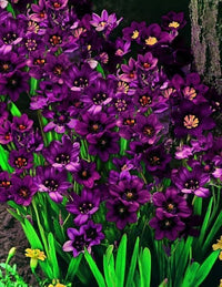 Sparaxis Lavender Bulbs