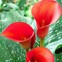 Arum Lily Red Bulbs