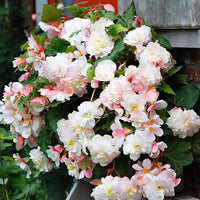 Angelique Hanging Begonia