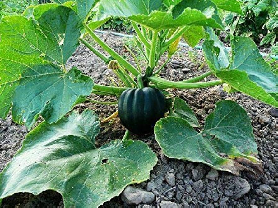 Tiptop PMR – Acorn Squash Seed