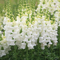 Avignon Ivory II – Snapdragon Seed