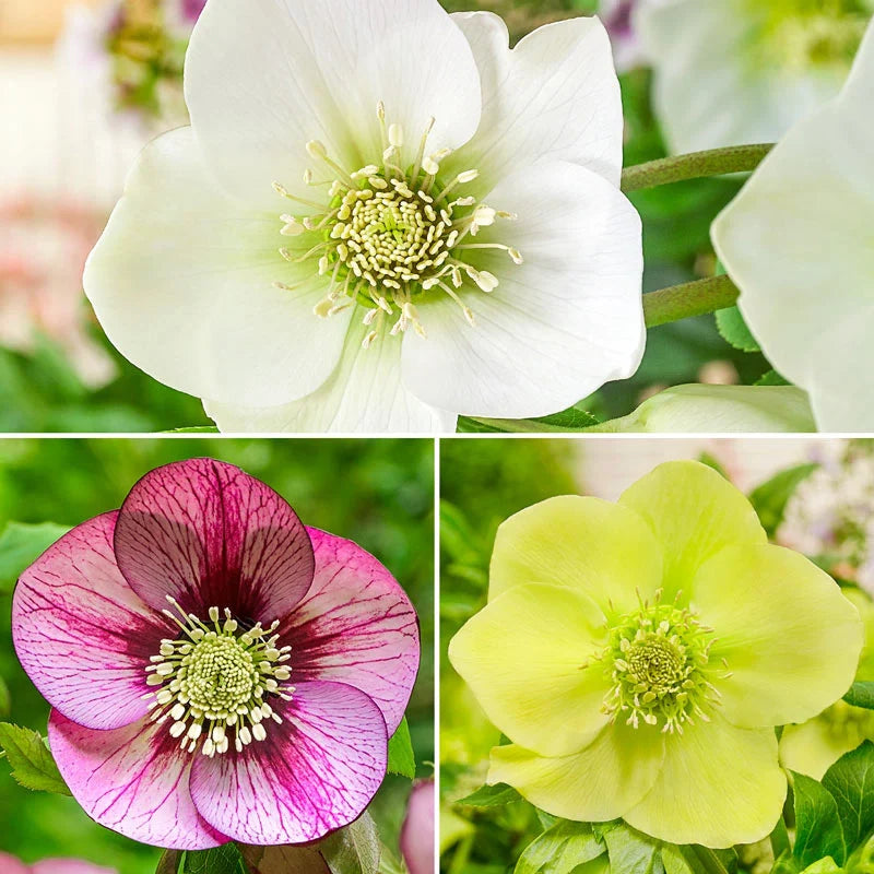 WOW! King-Size Hellebore Collection