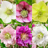 WOW! King-Size Hellebore Collection