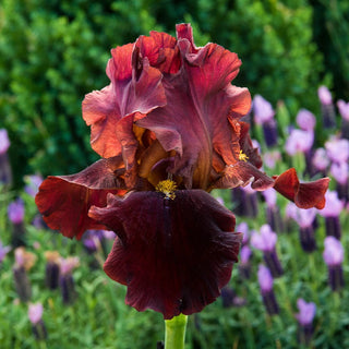 Bernice's Legacy Reblooming Bearded Iris