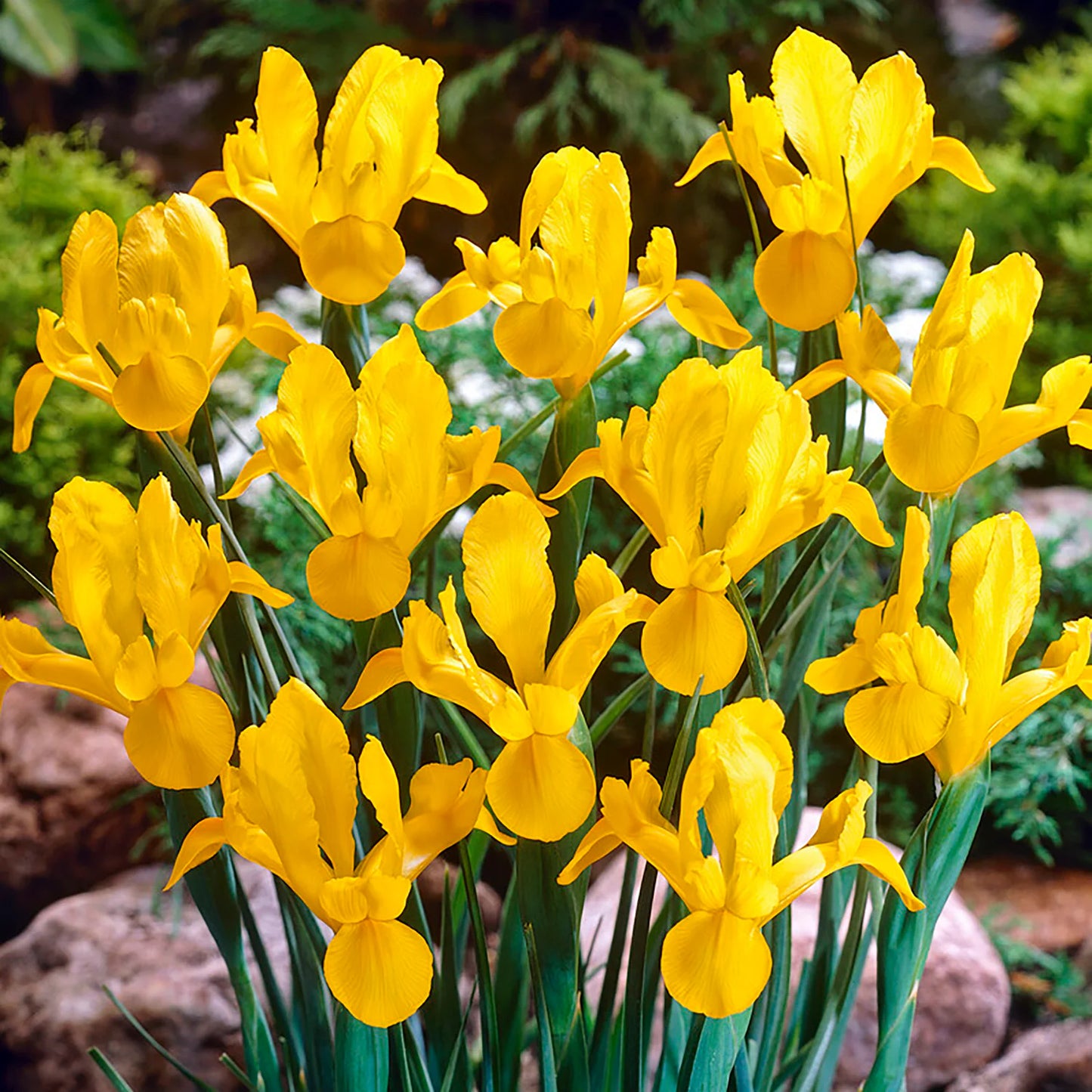 Iris Yellow Bulb