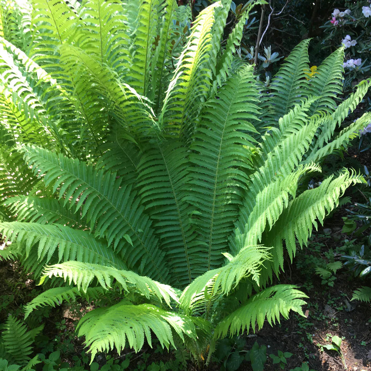 Tennessee Ostrich Fern