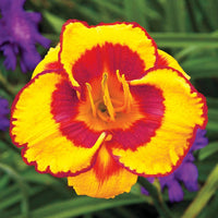 Fooled Me Daylily