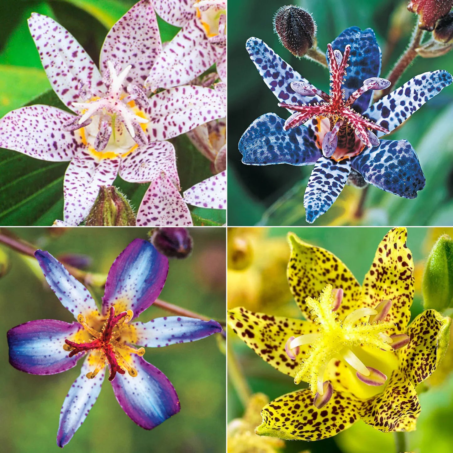 Toad Lily Mixture