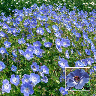 Rozanne Everblooming Geranium