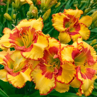 Irresistible Charm Reblooming Daylily