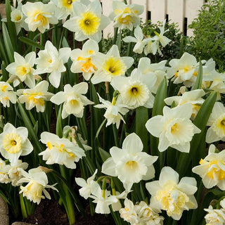 White Daffodil Mixture Seeds