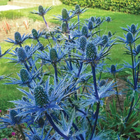 Beachside Blue Sea Holly Super Sak