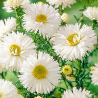 White Ladies Belgian Aster