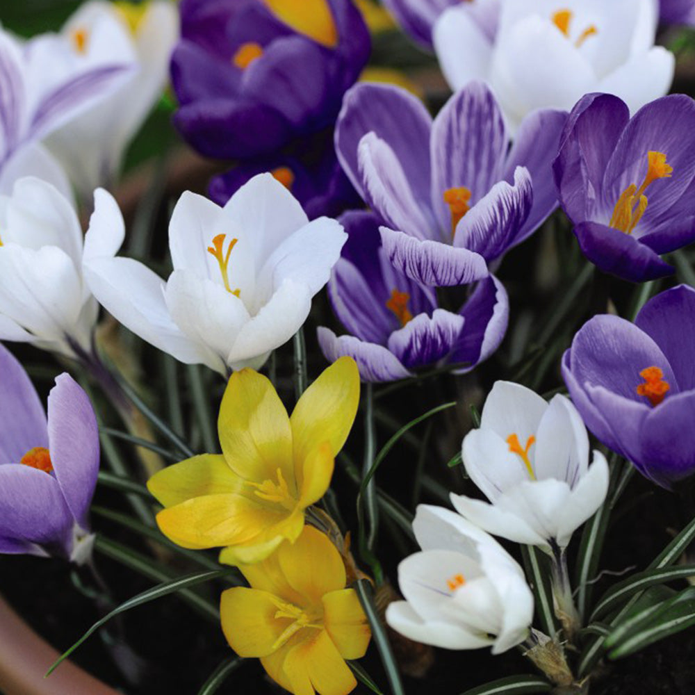 Three Cheers Snow Crocus Mixture Seeds