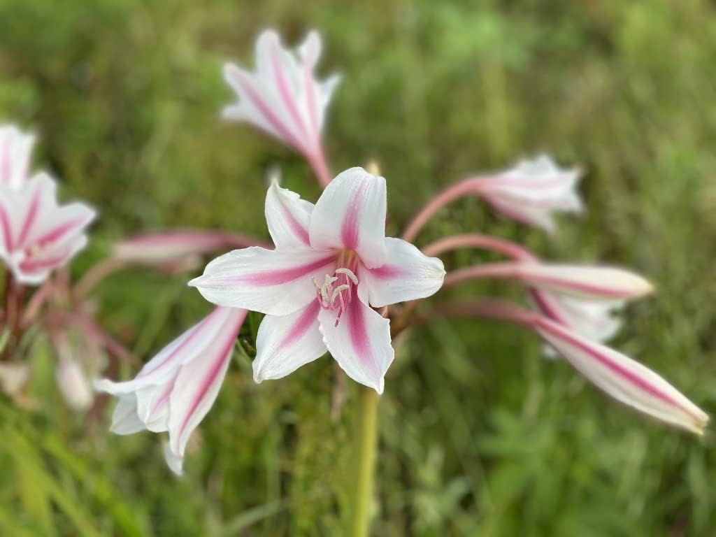 Crinum Lily Bulbs