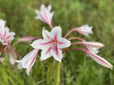 Crinum Lily Bulbs