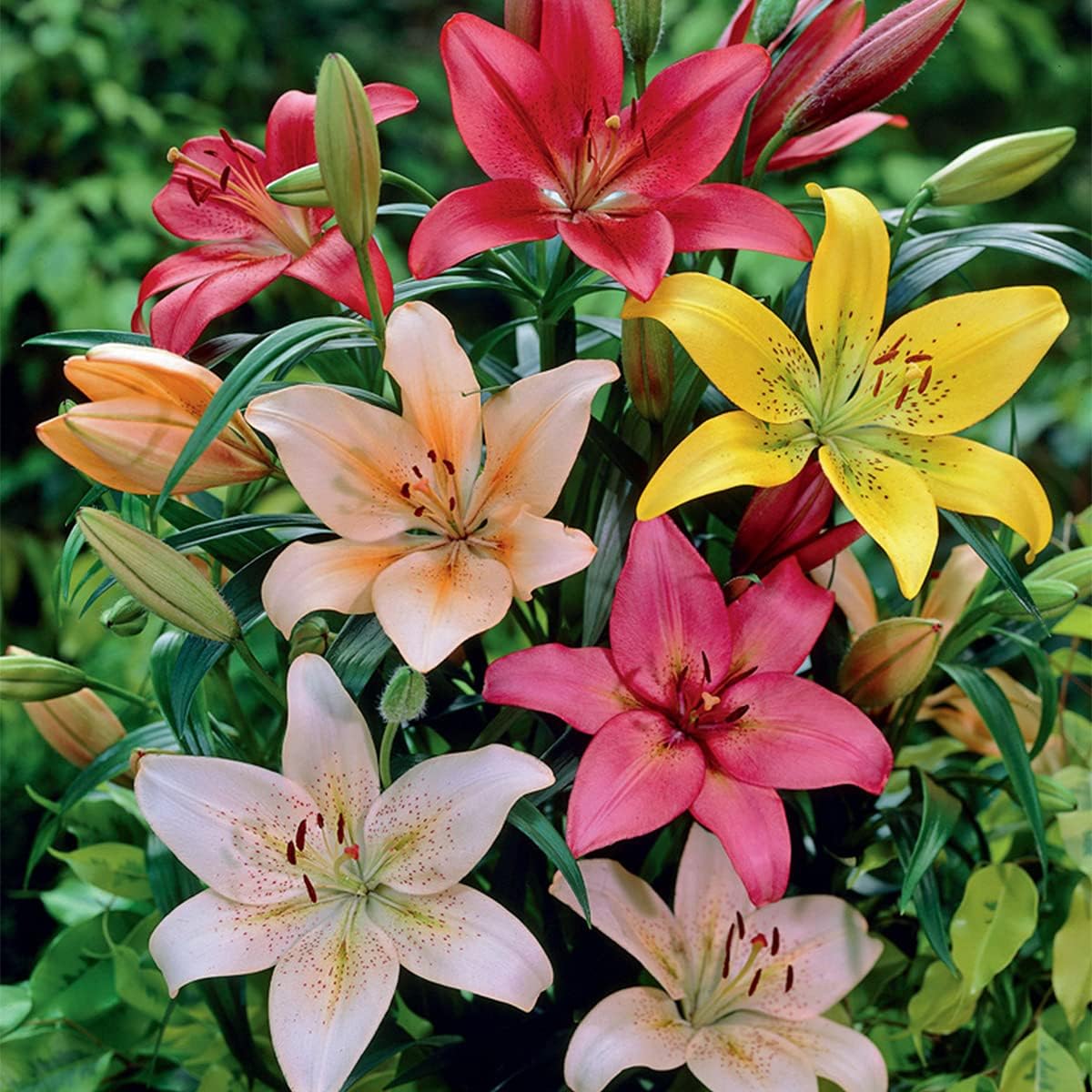 All Season Lily Mixture