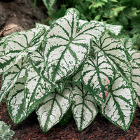 White Christmas Fancy Leaf Caladium