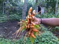 Turmeric (Rhizomes)