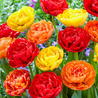 WOW! Peony-Flowering Tulip Collection Seeds