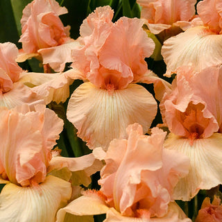 Beverly Sills Bearded Reblooming Iris Seeds