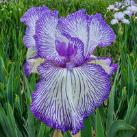 Autumn Circus Colourful Tall Bearded Reblooming Iris Seeds