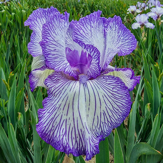 Autumn Circus Colourful Tall Bearded Reblooming Iris